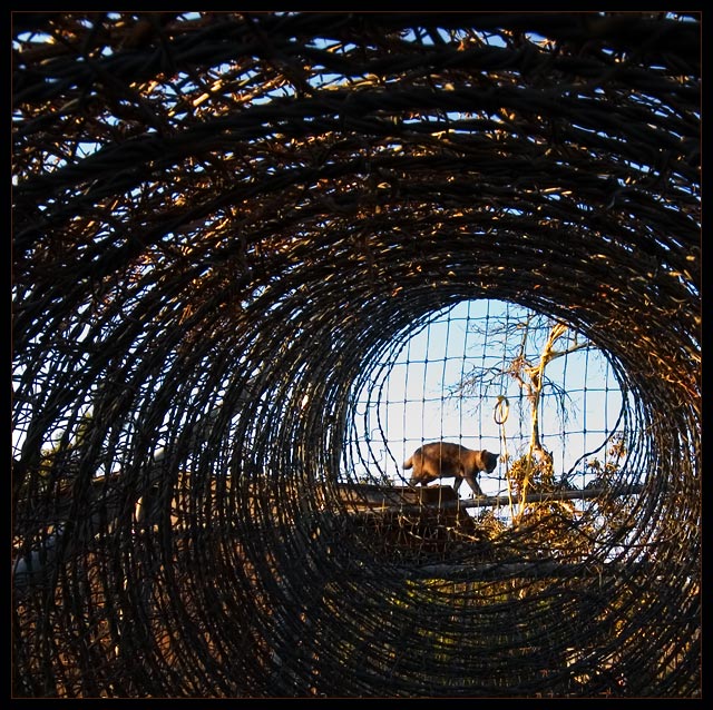 Fence Walker