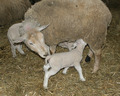 Motherly Affection