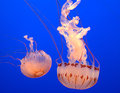 JellyFish Intimacy....any closer and it could cause a burning sensation :)