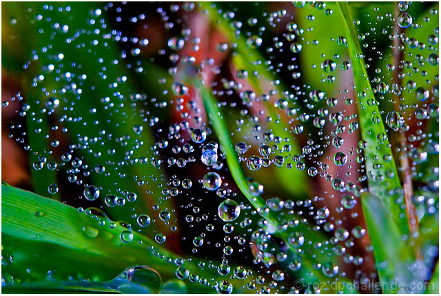 dancing droplets