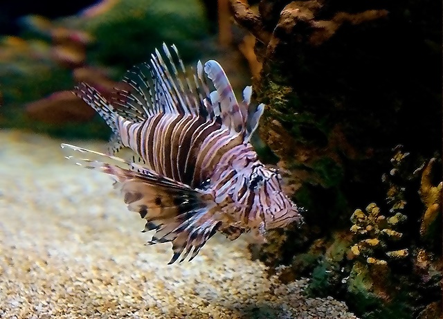Underwater Pattern
