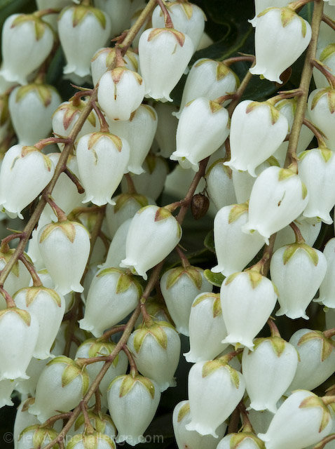 Pieris