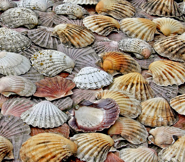 Sea Shell Patterns