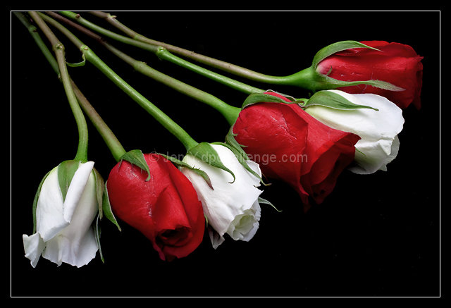Red and White