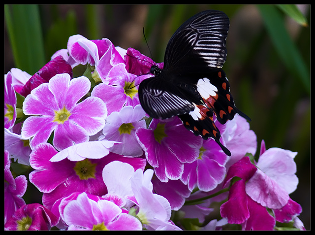 The Patterns of Nature