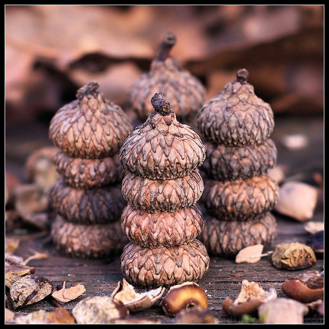 Acorn Central