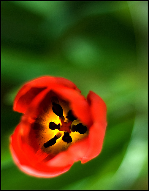 flower pattern