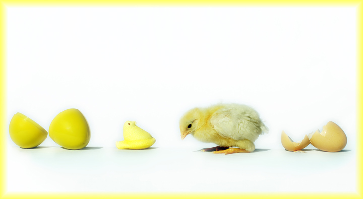 Peep vs Chick
