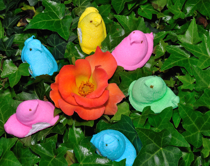 Peeps in Spring