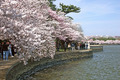 Along the Tidal Basin