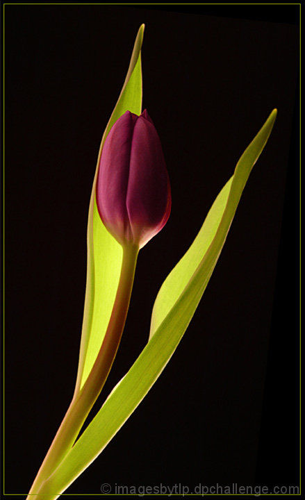 Tulipa Contour