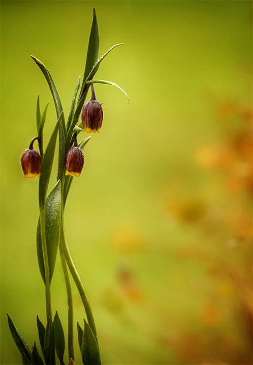 Fritilaria uva-vulpis