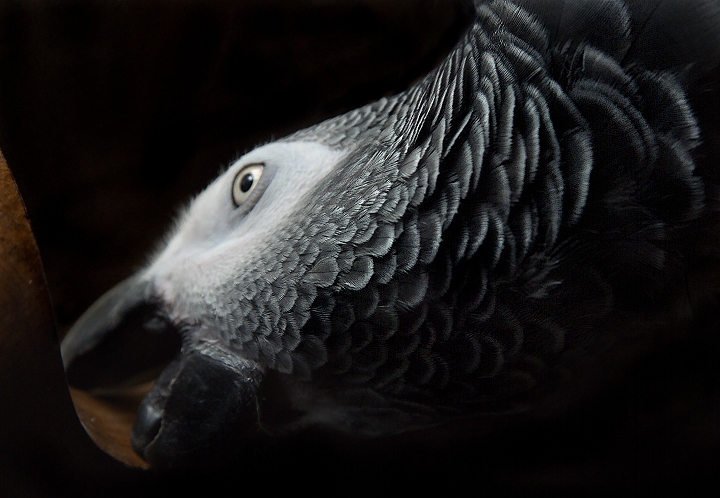 Feathered Curves