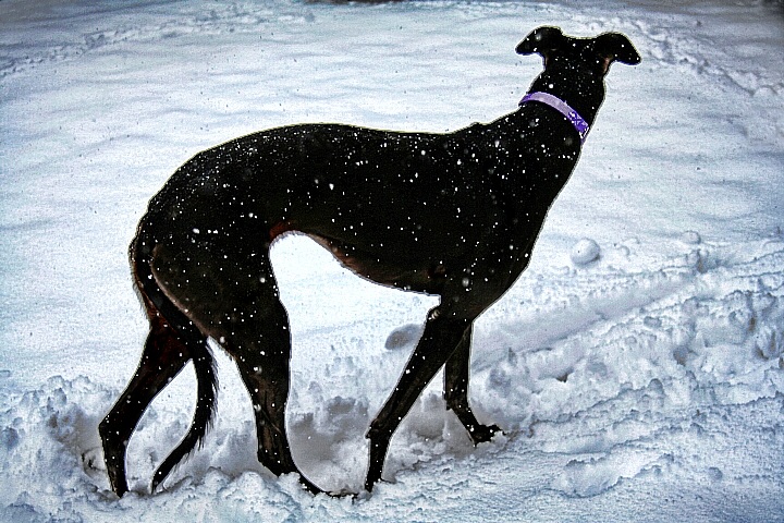 Hound of Winter