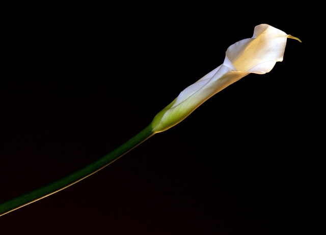The Curves of a Calla