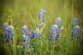 Bluebonnets