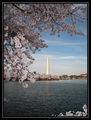Washington in the Spring