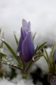 pasque in snow