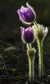 Pasqueflowers