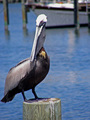 Cool Pelican, Hot Sunshine