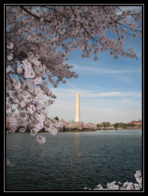 Washington in the Spring