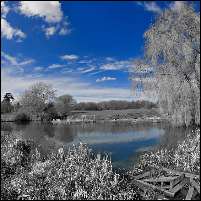 The Weeping Willow
