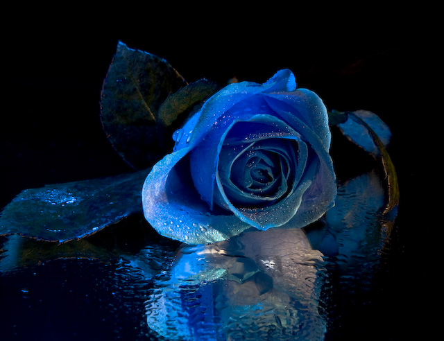 A Rose in Blue