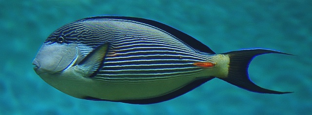 Portrait of a fish