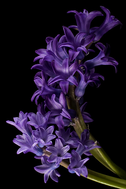 Hyacinth