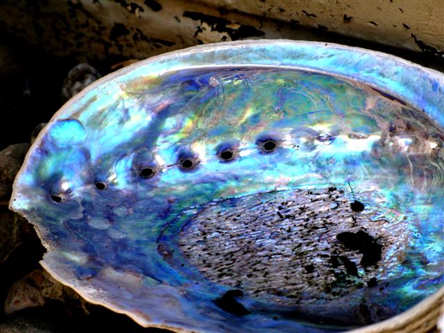 paua shell