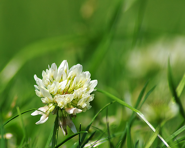 Spring Clover