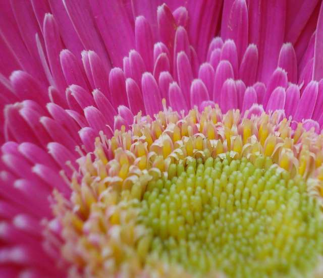 Floral Colors