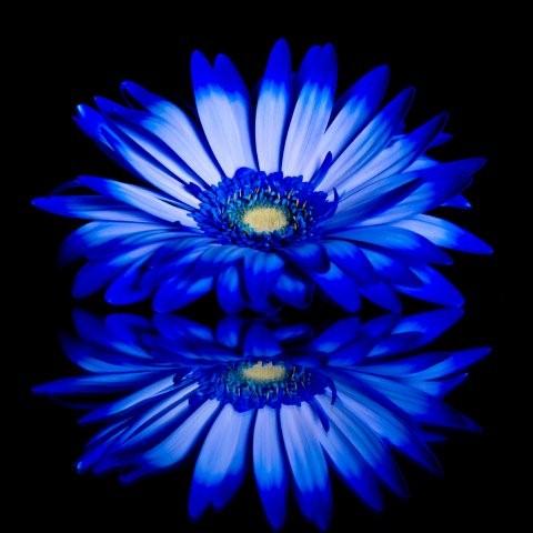 Blue flower