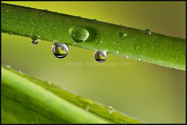 Spring Shower