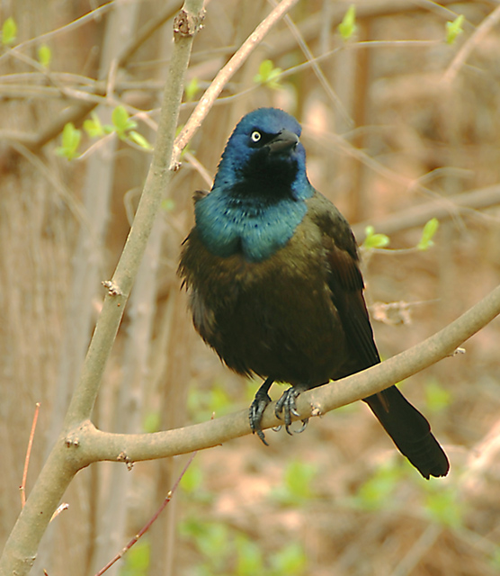 Cool Bird, Cool colors