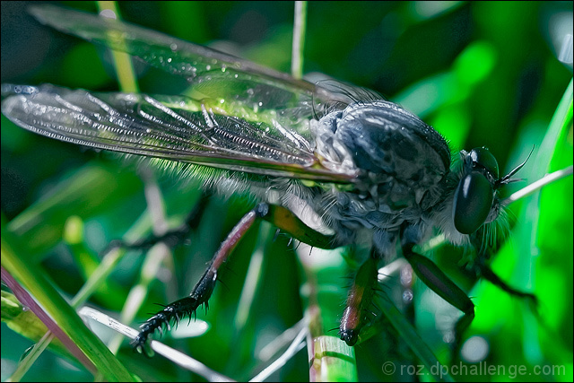 predator