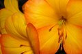a flower to warm your heart