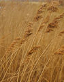 Fenland Reeds - naturally brown