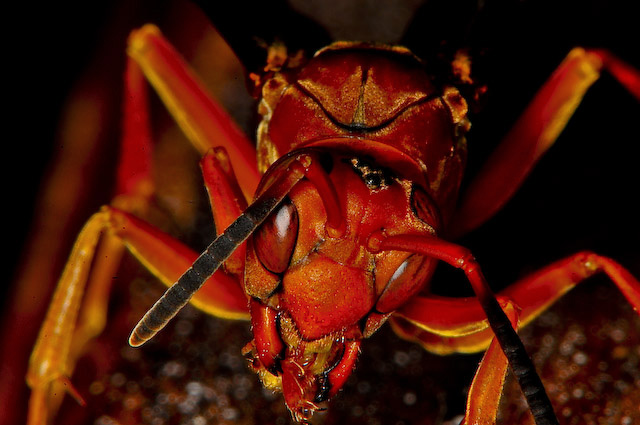 red wasp