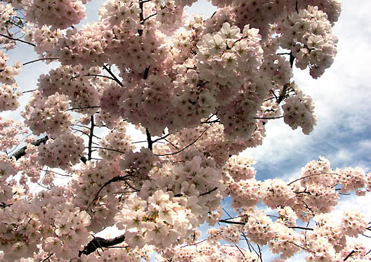 Cherry Blossoms