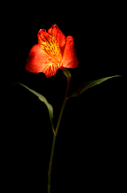 Burst of Red