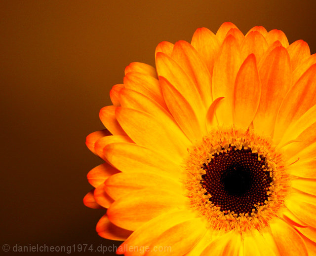 The Rising  Sun