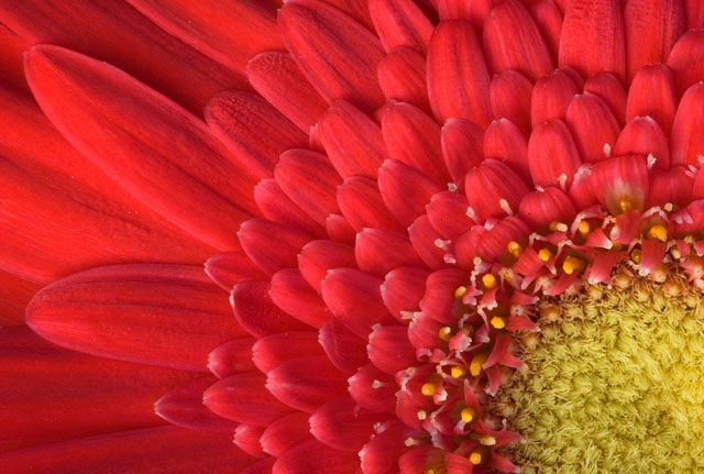 Gerbera close-up