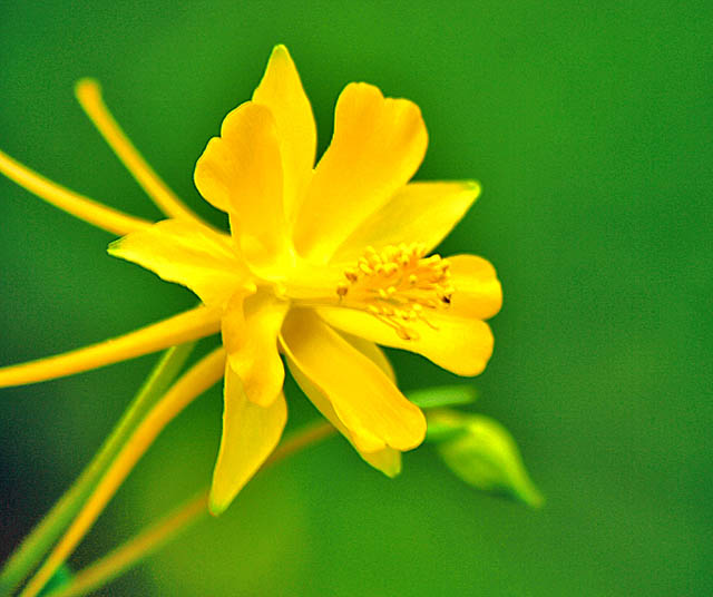 Yellow Daylily