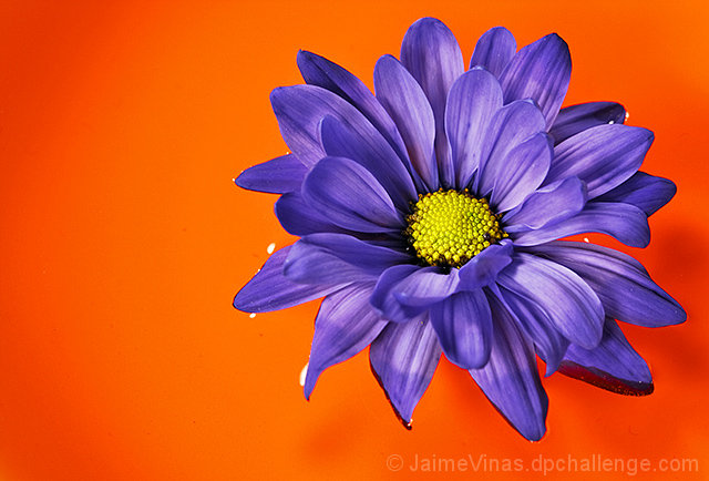 Flower in warm water