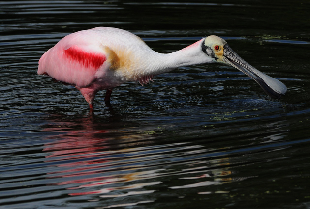 Hot Pink in a Cold Blue World