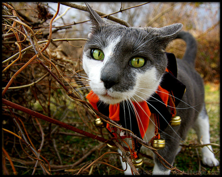 Did Not Meet Cat? (aka: DNMC)