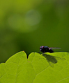 shadow fly