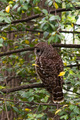 Barred Owl Profile