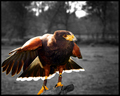 Harris Hawk